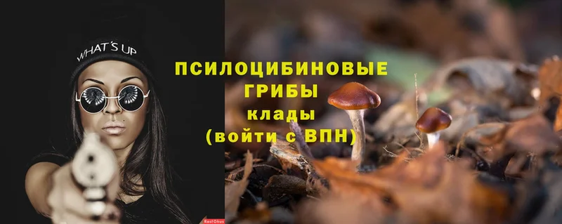 мега зеркало  Апрелевка  Псилоцибиновые грибы Psilocybe  купить  